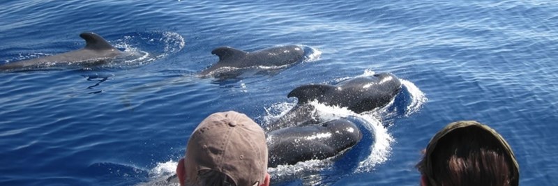 Tenerife whale spotting